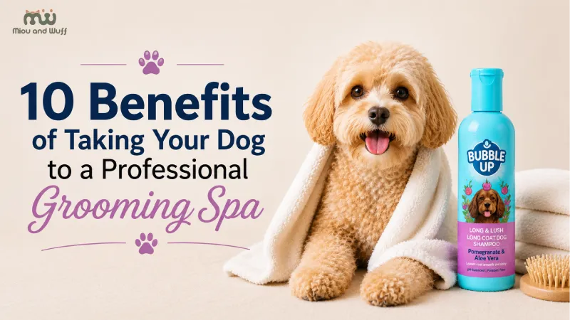 Benefits of a professional dog grooming spa — Miou and Wuff, Ahmedabad