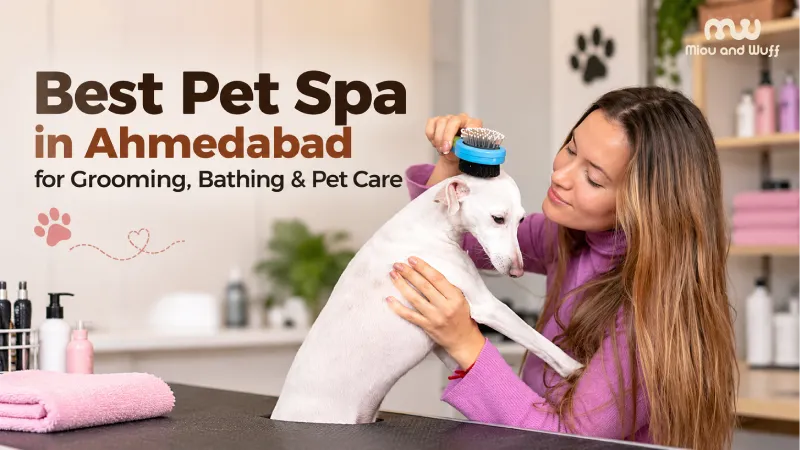 Best Pet Spa in Ahmedabad for Grooming, Bathing & Pet Care