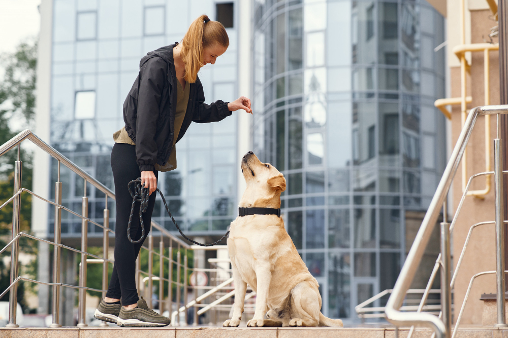 Reading dog body language