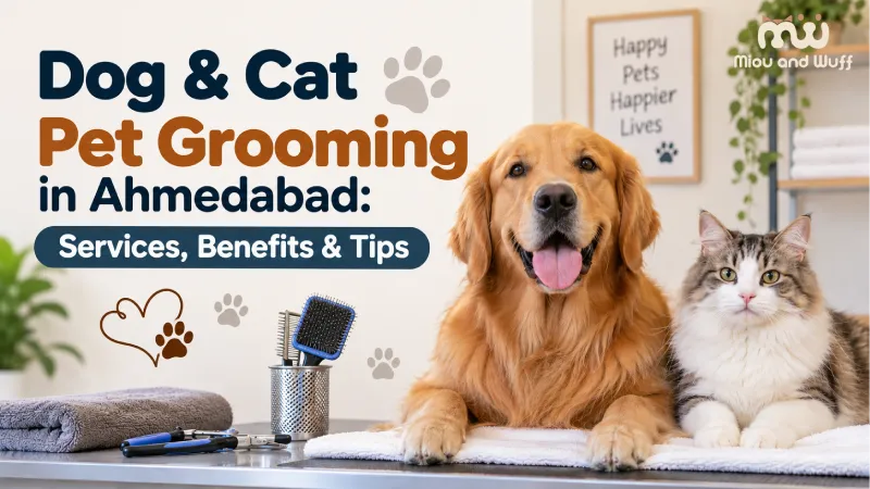 Dog & Cat Pet Grooming in Ahmedabad: Services, Benefits & Tips