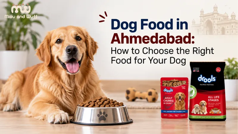Dog Food in Ahmedabad: How to Choose the Right Food for Your Dog