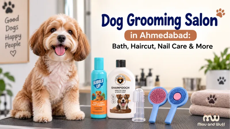 Dog Grooming Salon in Ahmedabad: Bath, Haircut, Nail Care & More