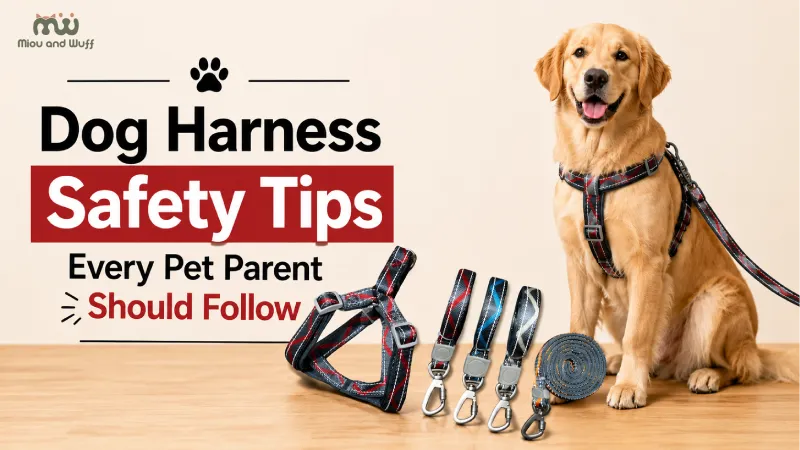 Dog harness safety tips every pet parent should follow — Miou and Wuff, Ahmedabad
