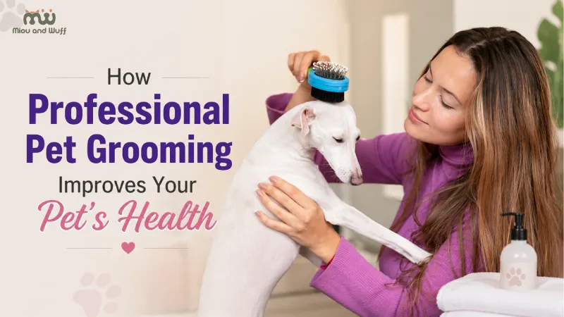 How professional pet grooming improves your pet's health — Miou and Wuff, Ahmedabad