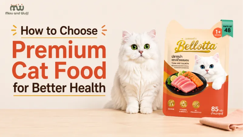 How to choose premium cat food for better health — Miou and Wuff, Ahmedabad