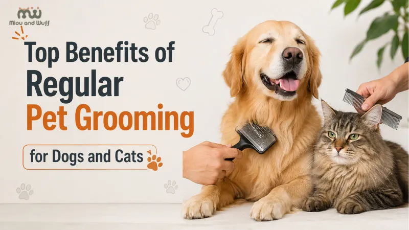 Top Benefits of Regular Pet Grooming for Dogs and Cats