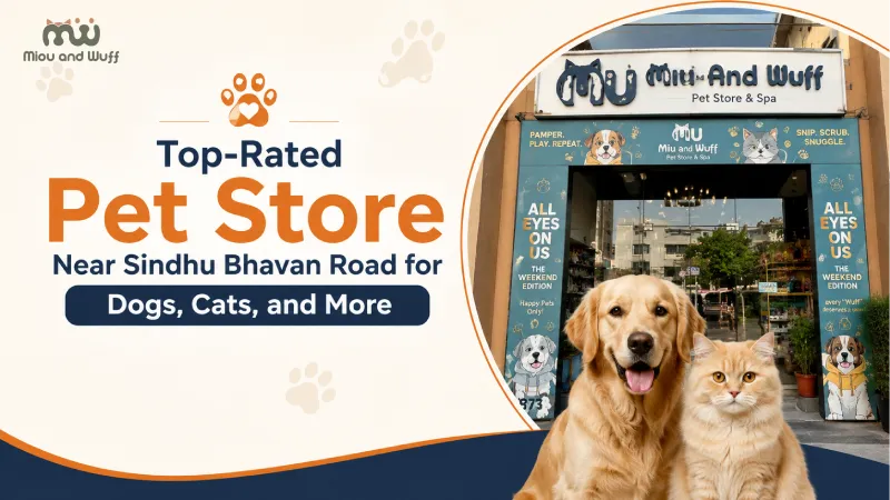 	Top-Rated Pet Store Near Sindhu Bhavan Road for Dogs, Cats, and More