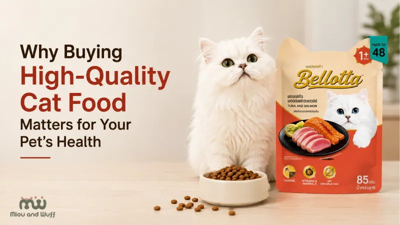 Why Buying High-Quality Cat Food Matters for Your Pet’s Health