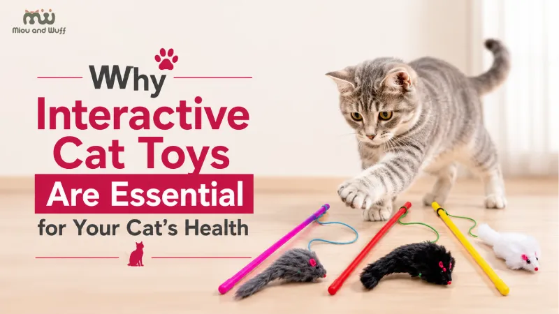 Why interactive cat toys are essential for your cat's health — Miou and Wuff, Ahmedabad