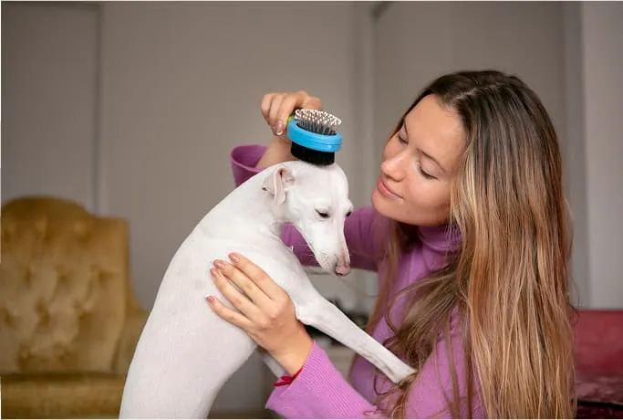 A pet getting brushed during a calm grooming session