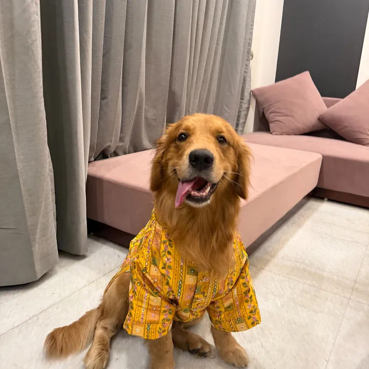 Furvia Golden Meadow Mirror-Work Kurta for dogs