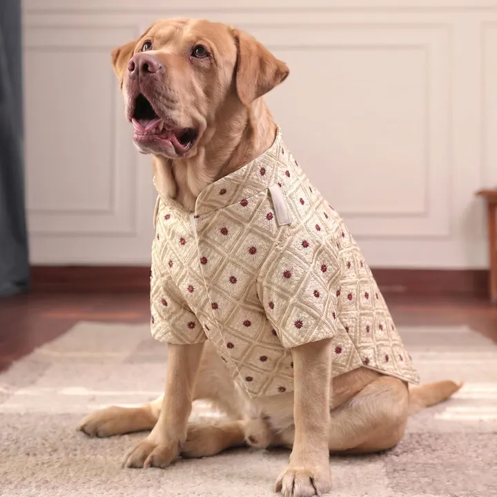 Furvia Ivory Diamond Embroidered Sherwani for dogs