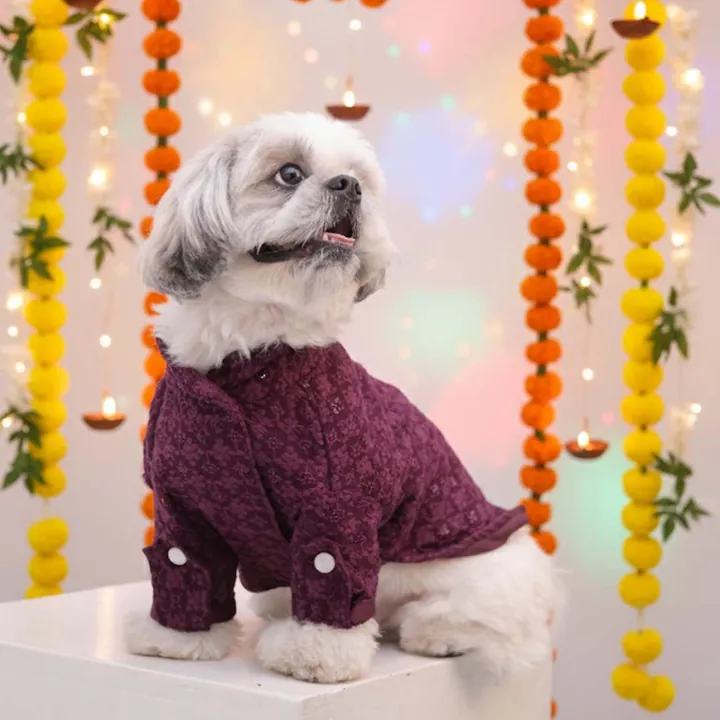 Dog dressed in a Maroon Majesty Chikankari Kurta