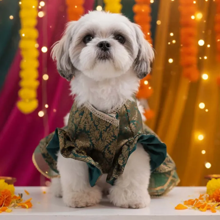 Shih Tzu in a green and gold Moss Magic Lehenga