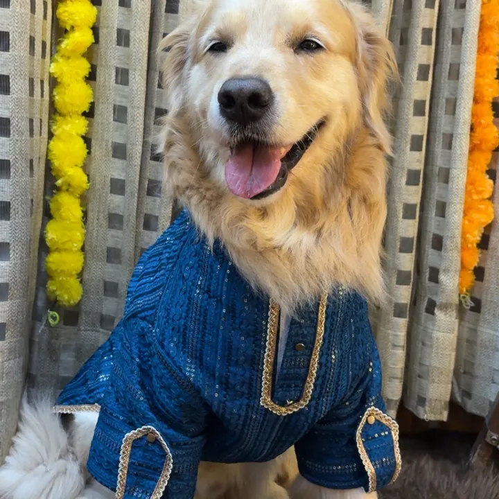 Furvia Peacock Blue Zari Kurta for dogs