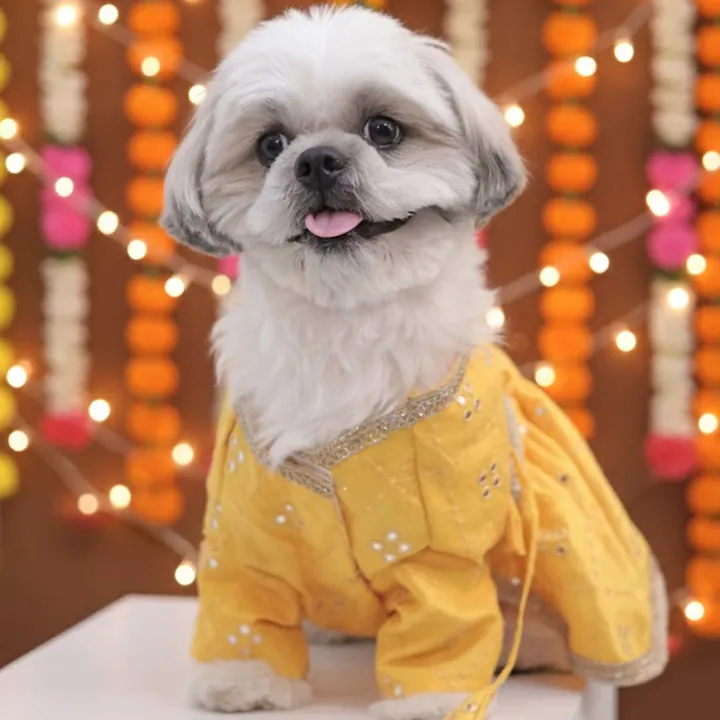Dog in a yellow Sunshine Swirl Lehenga with mirror work