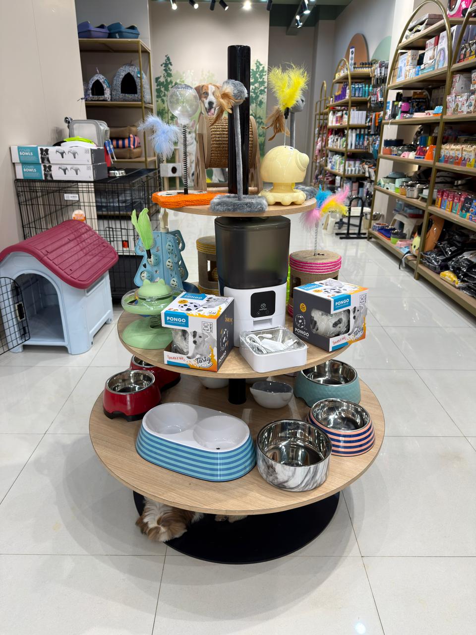 Inside Miou and Wuff Sindhubhavan Road store &mdash; photo 6