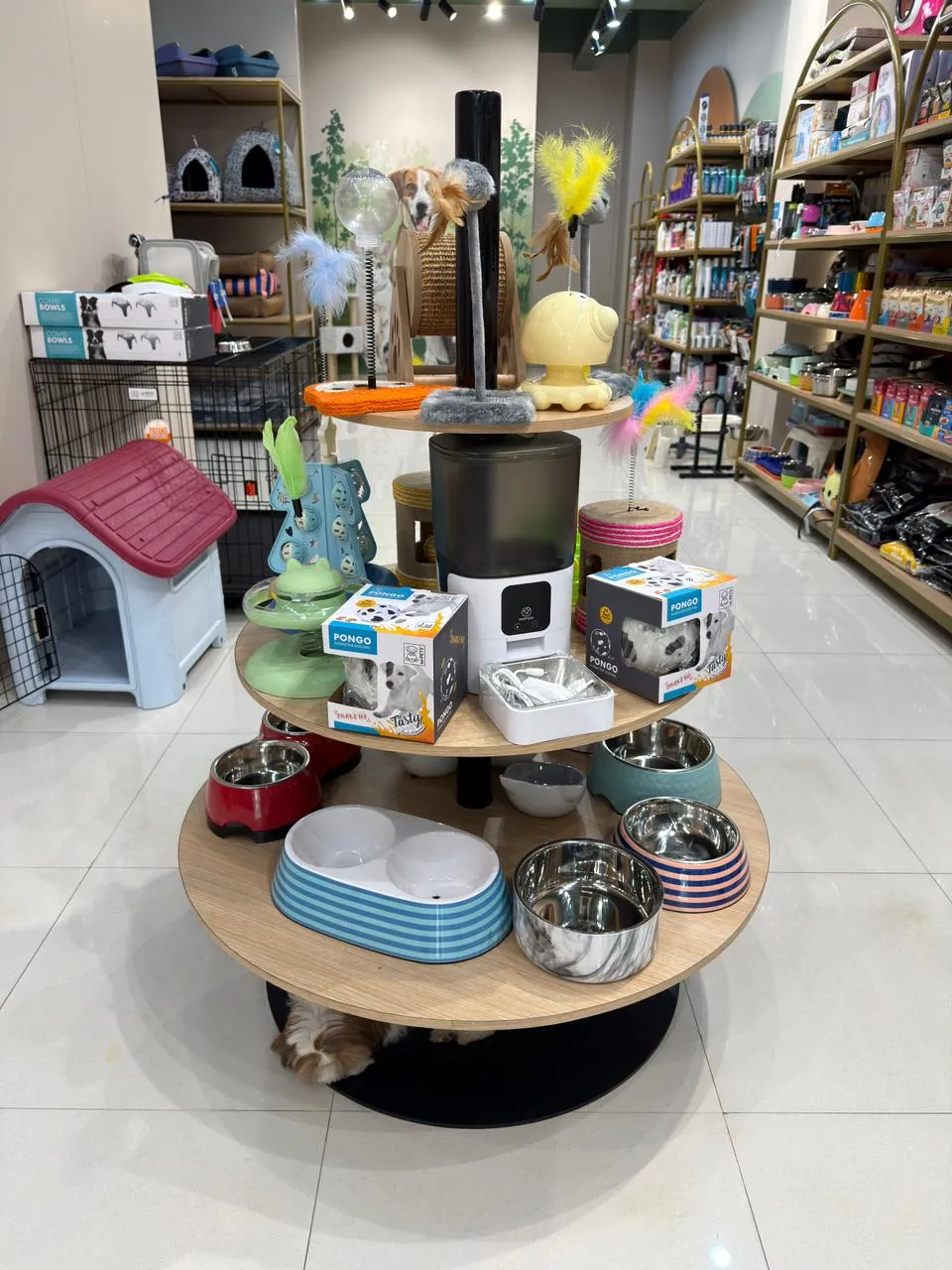 Inside Miou and Wuff Sindhubhavan Road store — photo 6